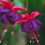 Fuchsia snoeien voor een rijke bloei bekijk de gids met de beste tips voor de plant nu