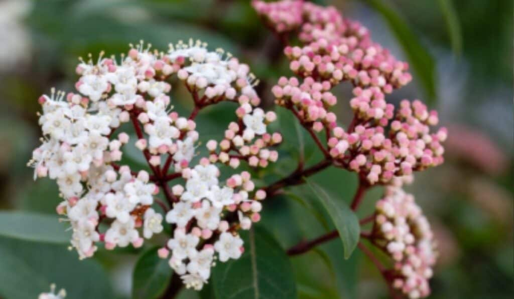 Viburnum tinus 