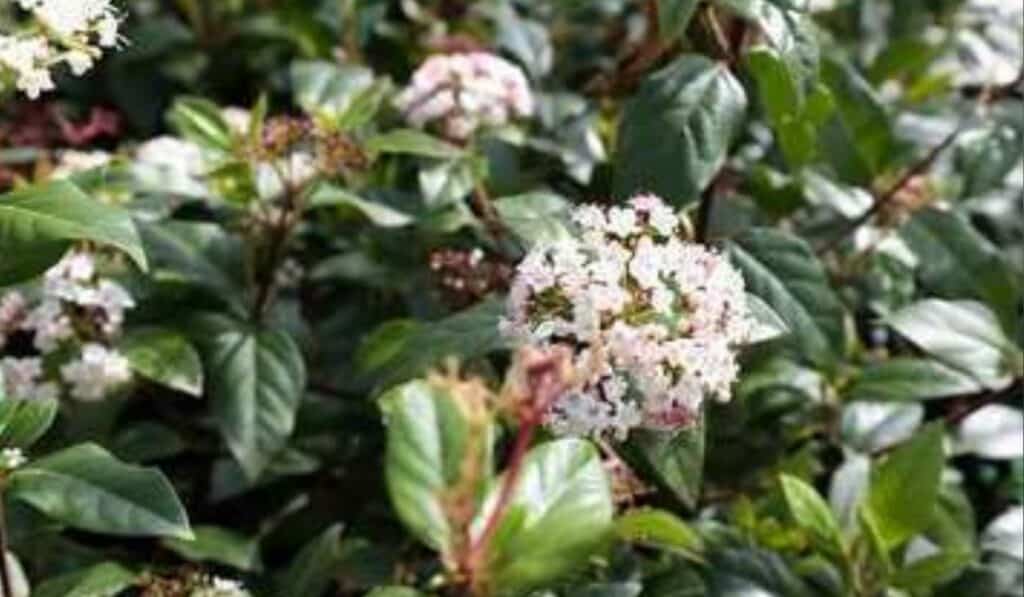 Viburnum tinus 
