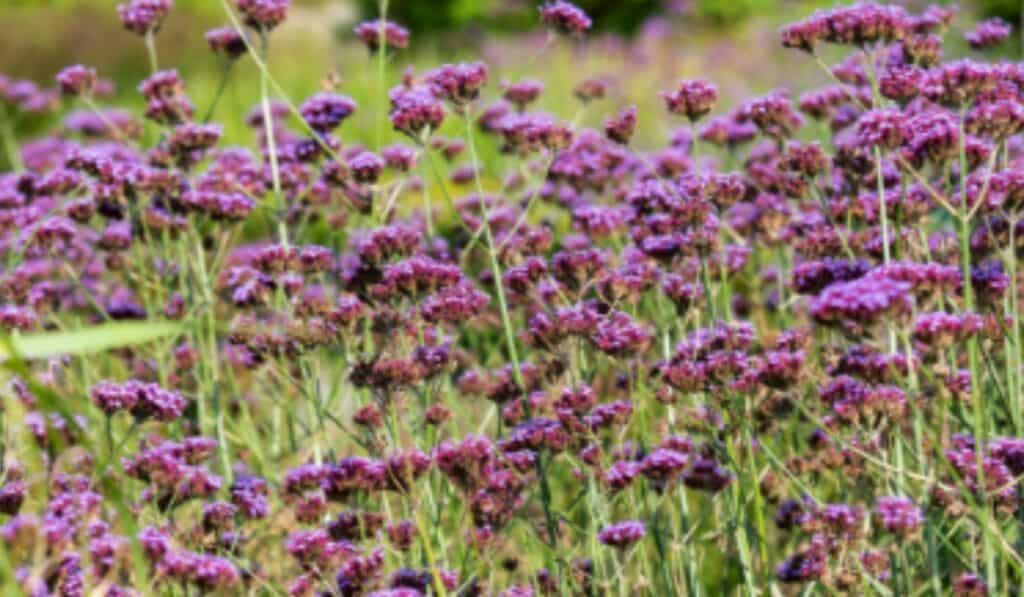 Verbena snoeien leer de beste technieken voor een volle bloei en een gezonde plant