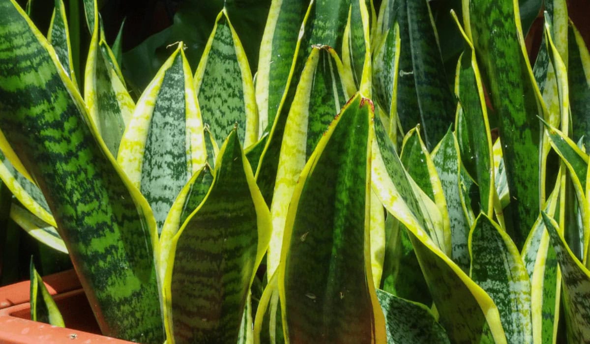 Sansevieria verzorging bekijk de gids over water licht en het oplossen van problemen