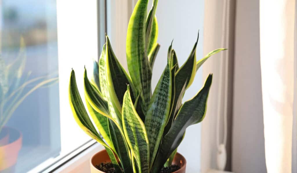 Sansevieria verzorging