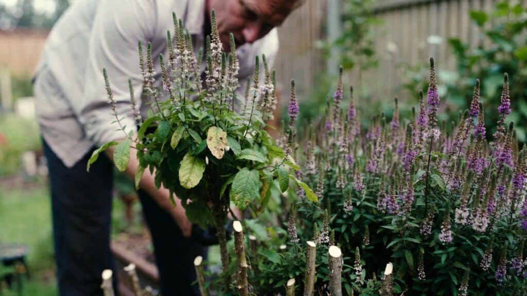 Hebe snoeien – alles over timing, techniek en verzorging