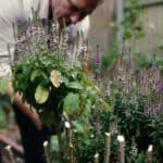 Hebe snoeien – alles over timing, techniek en verzorging