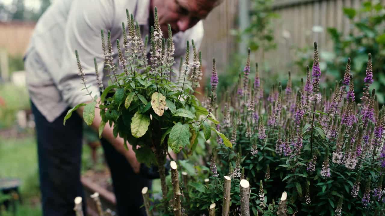 Hebe snoeien – alles over timing, techniek en verzorging