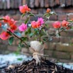 Bougainvillea winterhard – zo help je jouw plant de winter door