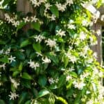 Toscaanse jasmijn giftig? Veiligheid voor mensen, kinderen en huisdieren