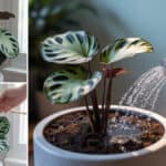 Calathea verzorging water licht luchtvochtigheid en die bladproblemen snel oplossen