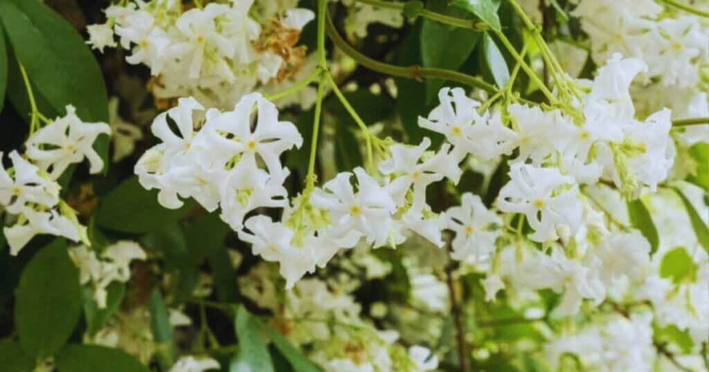 Is Toscaanse jasmijn giftig voor je bekijk de gids met alle feiten van nu zelf nu nu