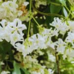 Is Toscaanse jasmijn giftig voor je bekijk de gids met alle feiten van nu zelf nu nu