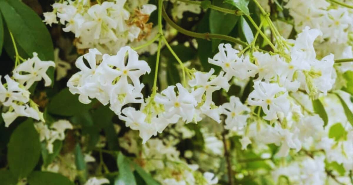 Is Toscaanse jasmijn giftig voor je bekijk de gids met alle feiten van nu zelf nu nu