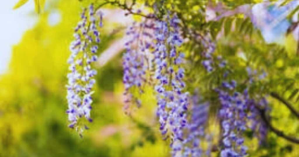 Krijg een explosie van bloemen bekijk de gids over blauwe regen snoeien van nu zelf