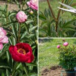 Pioenroos snoeien en verzorgen voor rijke voorjaarsbloei