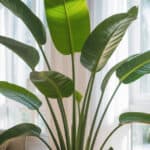 Strelitzia nicolai verzorging voor grote en sterke planten