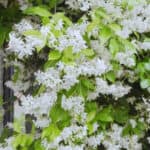 Toscaanse Jasmijn Snoeien: Tips Voor Compacte, Volle & Gezonde Groei