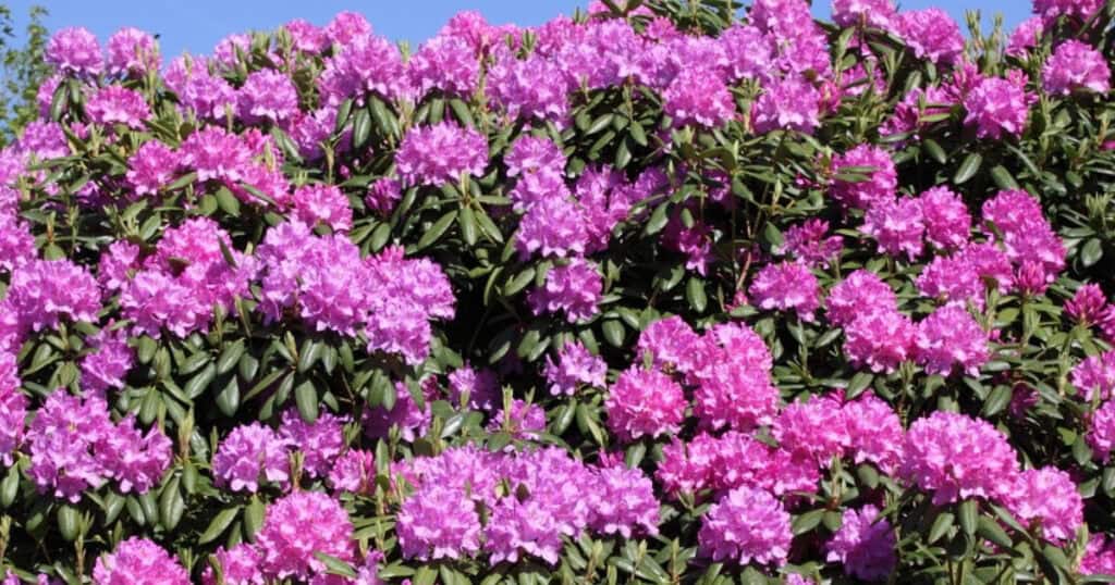 Zelf je rhododendron vermeerderen bekijk de gids over succesvol stekken van nu nu
