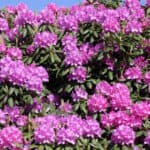 Zelf je rhododendron vermeerderen bekijk de gids over succesvol stekken van nu nu