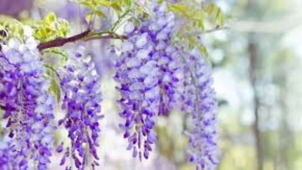 blauwe regen snoeien