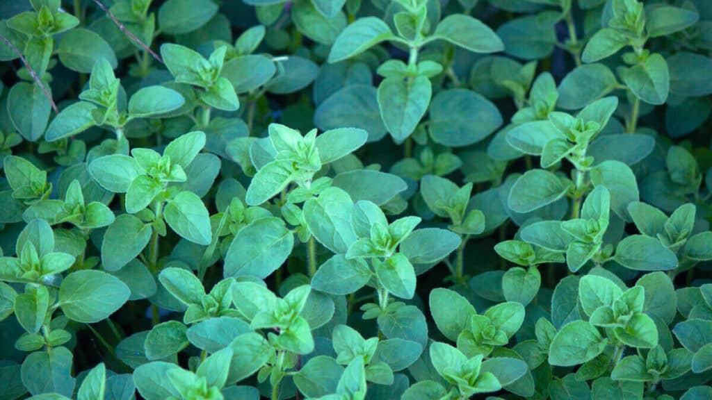 Oregano