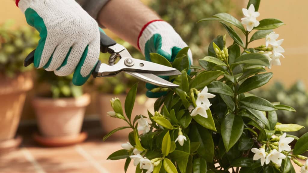 Toscaanse Jasmijn Snoeien