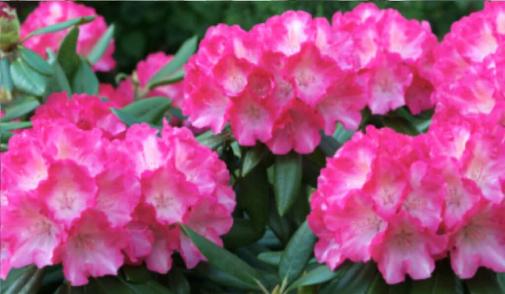  rhododendron