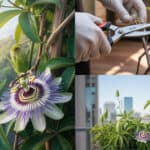 Passiebloem Snoeien – Praktische Handleiding voor een Gezonde Klimplant