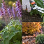 Salvia Snoeien – Houd Je Planten Vol en Gezond