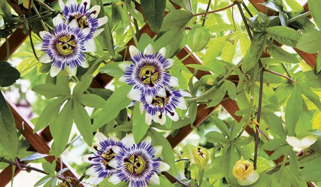 Passiebloem & Salvia Snoeien