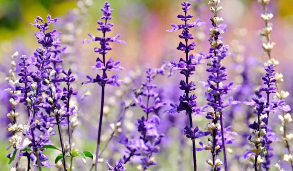 Passiebloem & Salvia Snoeien