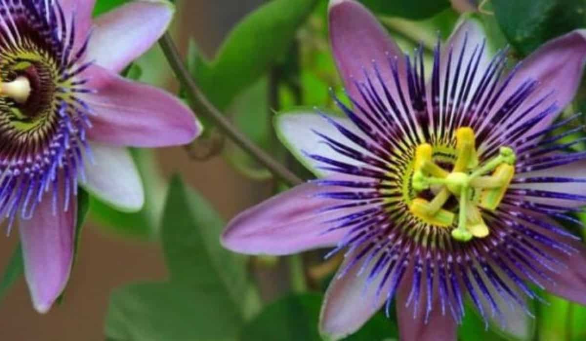 Passiebloem & Salvia Snoeien – Complete Gids 2026