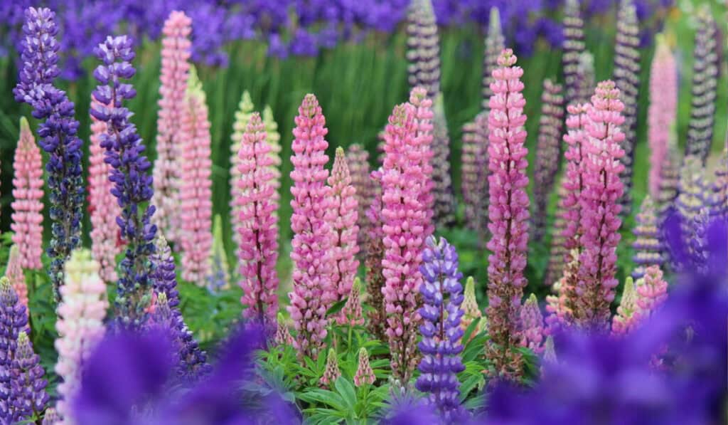 Wat is Lupine? Bloei, Verzorging en Toepassingen