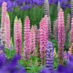 Wat is Lupine? Bloei, Verzorging en Toepassingen