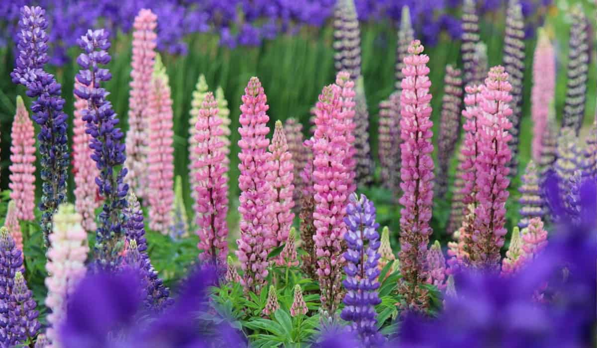 Wat is Lupine? Bloei, Verzorging en Toepassingen