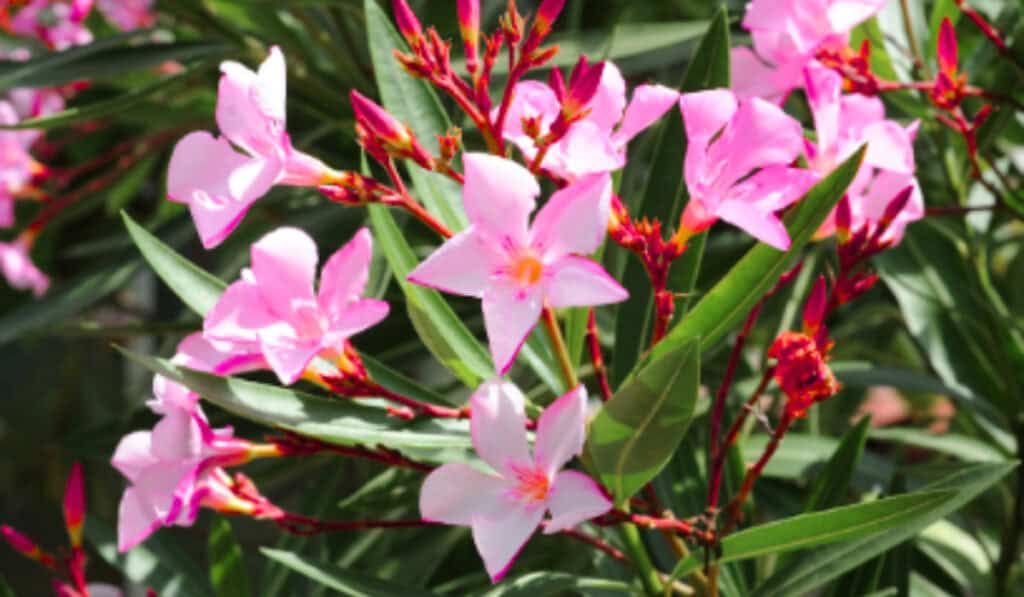 Oleander Giftig? Veilig Tuinieren met Deze Mediterrane Struik
