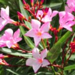 Oleander Giftig? Veilig Tuinieren met Deze Mediterrane Struik