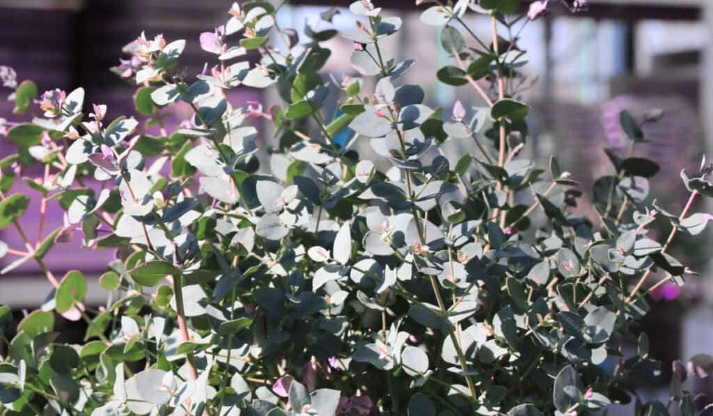 Eucalyptus snoeien – zo houd je je boom of struik gezond