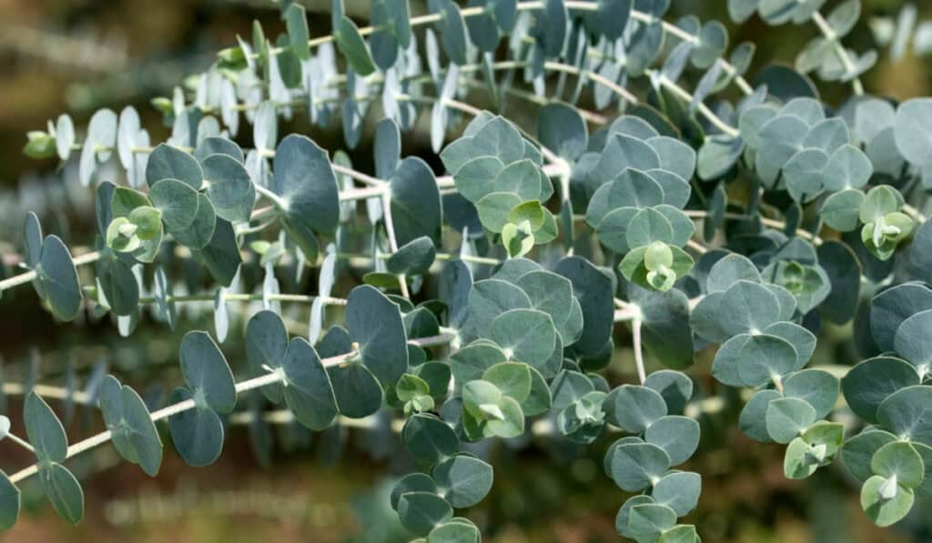 Eucalyptus snoeien