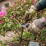 Rhododendron Snoeien: Timing, Methode en Herstel Tips