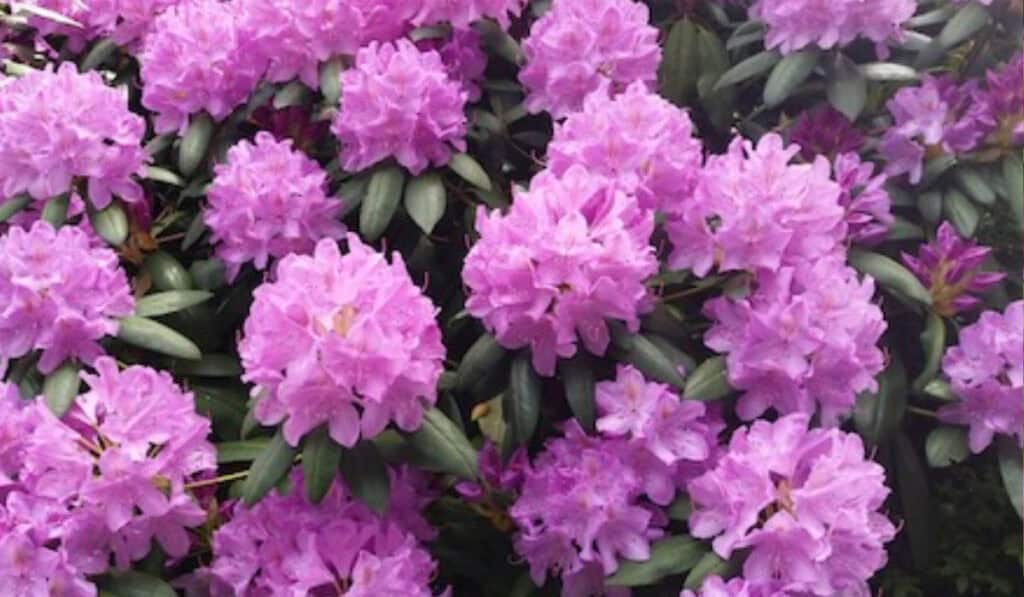 Rhododendron Snoeien