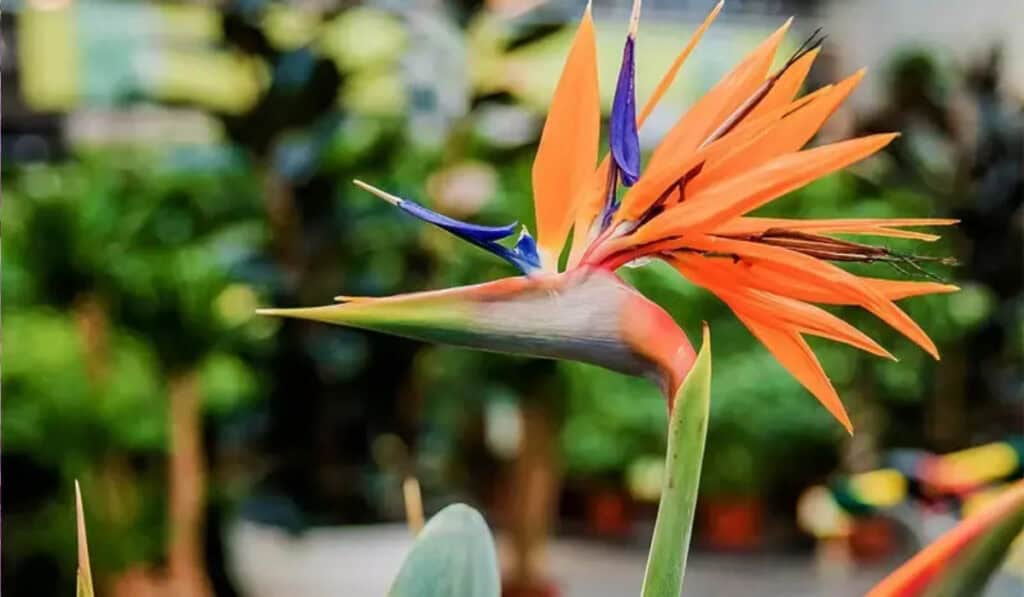 Strelitzia Nicolai Verzorging: Complete Gids voor Grote en Sterke Planten
