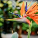 Strelitzia Nicolai Verzorging: Complete Gids voor Grote en Sterke Planten