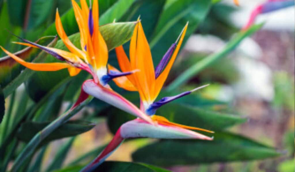 Strelitzia Nicolai Verzorging