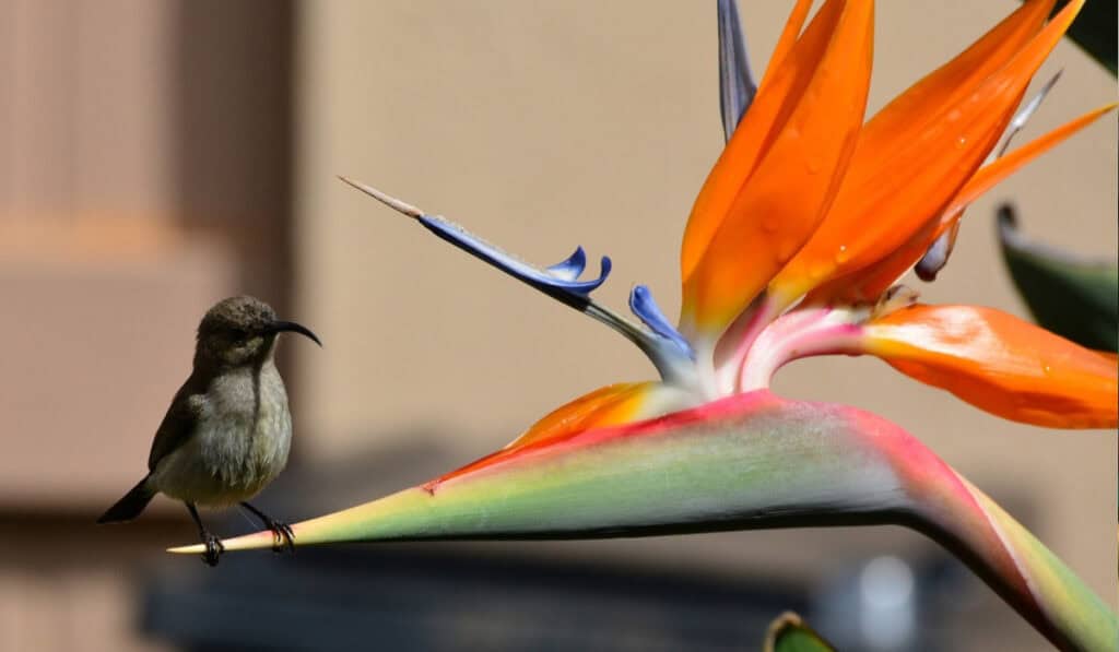 Strelitzia Nicolai Verzorging