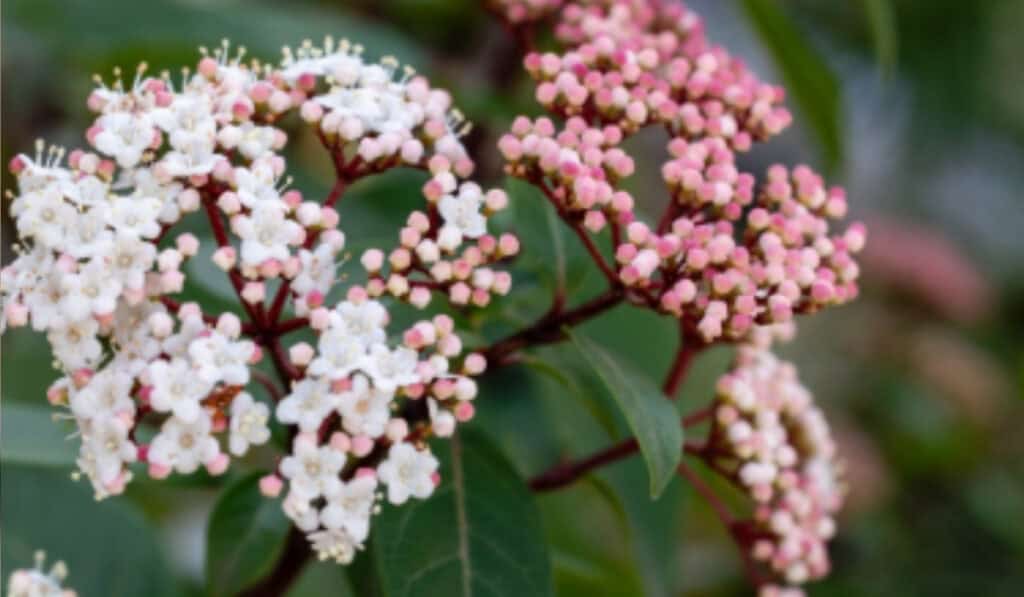 Viburnum tinus snoeien