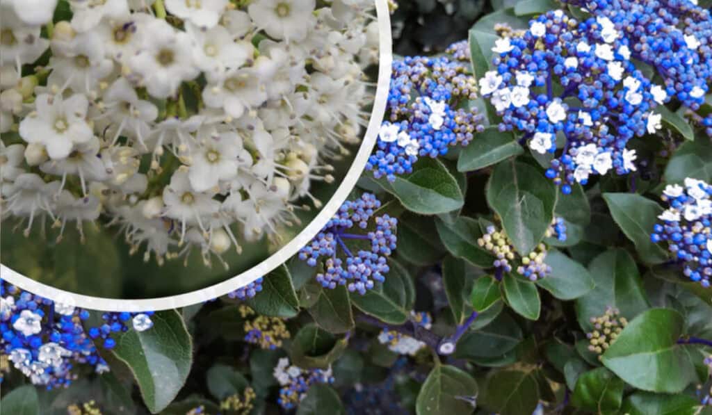 Viburnum tinus snoeien: beste tijd en juiste methode