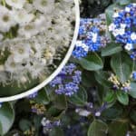 Viburnum tinus snoeien: beste tijd en juiste methode