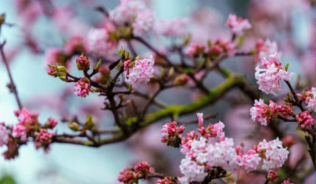 Viburnum tinus snoeien