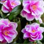 Camelia Snoeien: Zo Houd Je Je Struik Gezond en Bloeiend