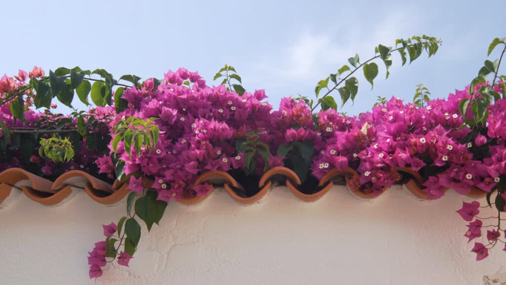 Bougainvillea 