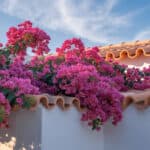 Bougainvillea en de winter – hoe winterhard is deze mediterrane klimplant?